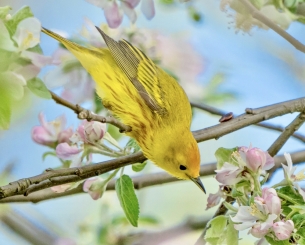 Spring Songbirds and Crabapple Blossoms 
