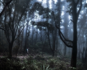 The forest mist