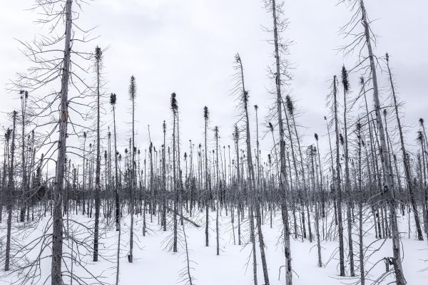 MAHIKAN - The wild wolves of Far North Canada