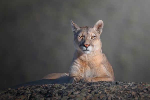 Royal portrait of a cougar