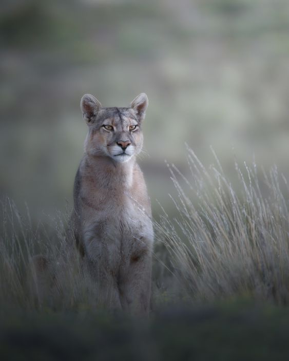 Chile..the cougar is on the prowl