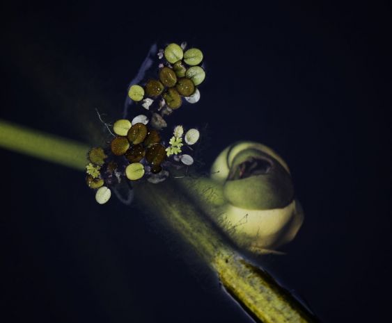 Wetland Beauty