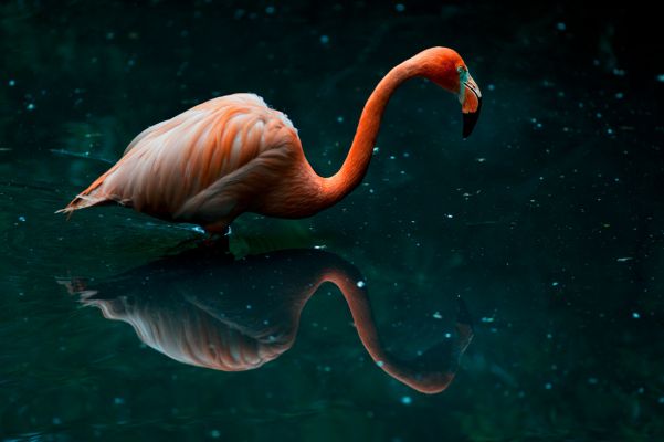 Flamingo among the stars