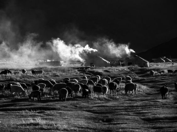 Life on the Mongolian Steppe