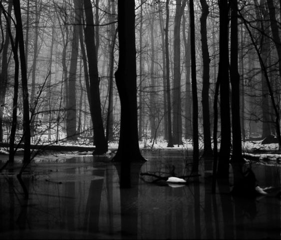Winter Forest Fog