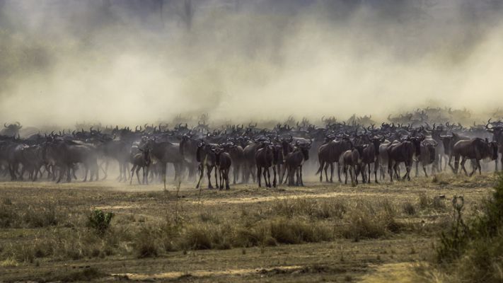 The Story of the Great Wildebeest Migration