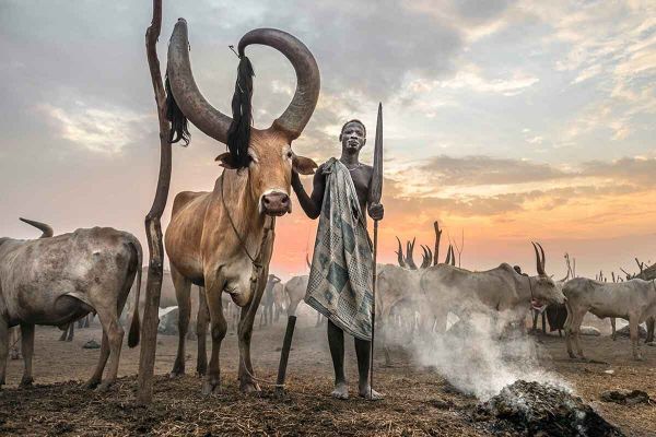 The Kings of the Cattle