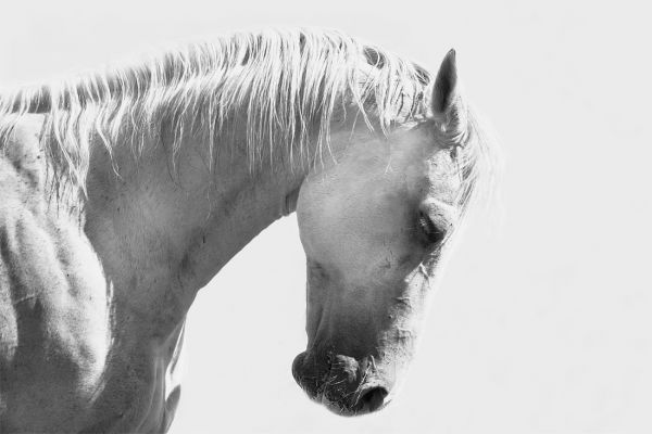 Character Portrait -  