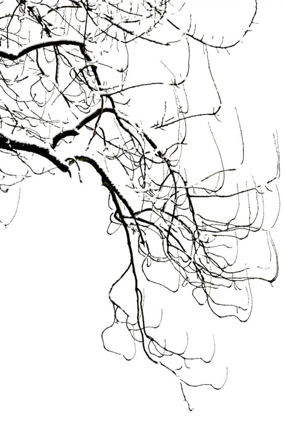 Branches Amid Snow