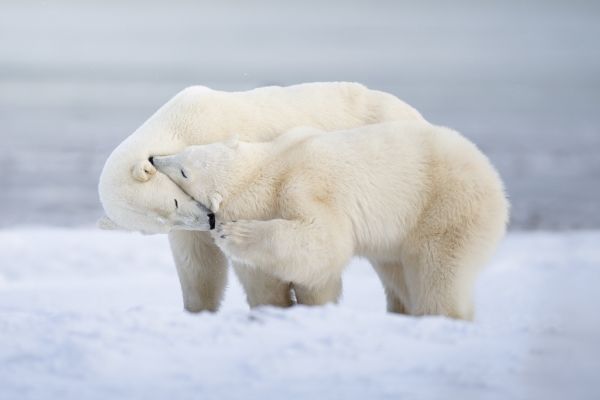 Polar Bears of Churchill, Canada